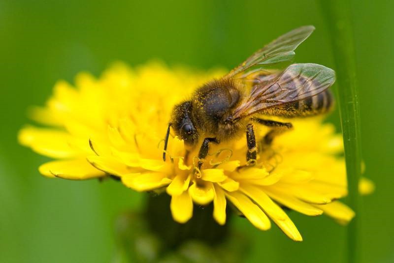 CATCH THE BUZZ – Newfoundland and Labrador Bees are Special