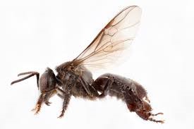 CATCH THE BUZZ- What Kind of Bee Is That?