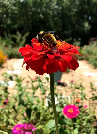 CATCH THE BUZZ- Great Georgia Pollinator Census