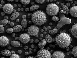 CATCH THE BUZZ – Dr. Vaughn Bryant announces Pollen Analysis Lab is Open