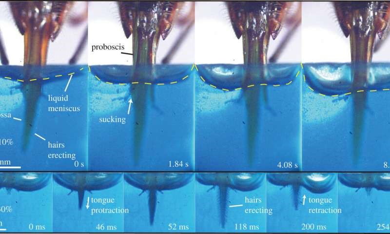 CATCH THE BUZZ – Feeding on Nectar…More than one way