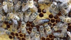 CATCH THE BUZZ – Scientist Find Clues to Queen Bee Failure