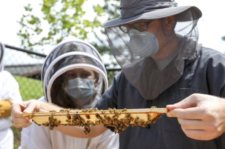 CATCH THE BUZZ – Veterinarians and Bees