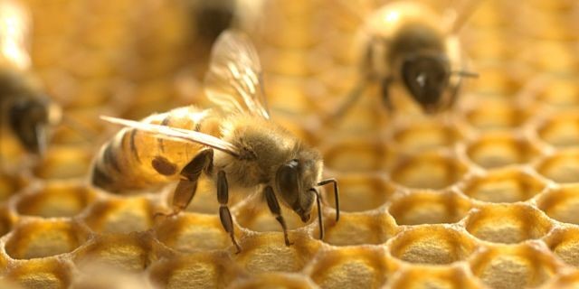 CATCH THE BUZZ – Honey Bee Venom Destroyed Breast Cancer Cells