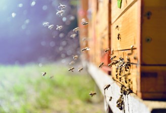 CATCH THE BUZZ- How do Honey Bees make Honey?