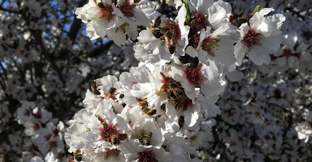 CATCH THE BUZZ- Honey Bees, Early to Bed, Early to Rise