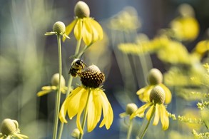 CATCH THE BUZZ – North Carolina Pollinator Conservation