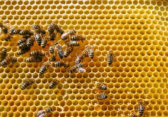 CATCH THE BUZZ – Honey Bee Populations Have Grown