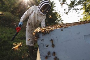 CATCH THE BUZZ – Crazy Beekeepers in Tough Times