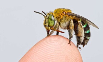 CATCH THE BUZZ- First Map of Bee Species