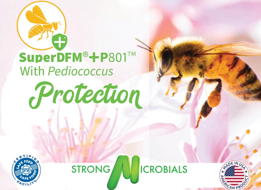 CATCH THE BUZZ- Pediococcus Acidilacti for your Bees