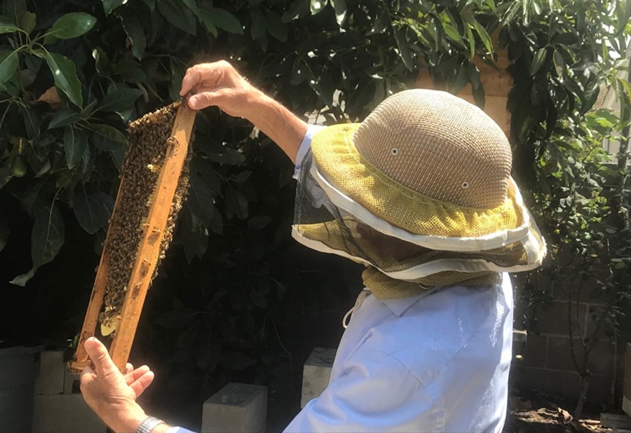 CATCH THE BUZZ- Backyard Beekeeping