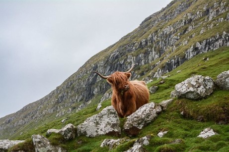 CATCH THE BUZZ- Scotland’s Plan to Boost Biodiversity