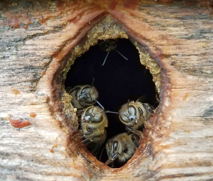 CATCH THE BUZZ -Feral Honey Bees and Pathogens