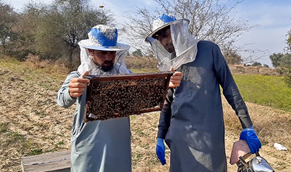 CATCH THE BUZZ – Pakistan Honey Production is Growing