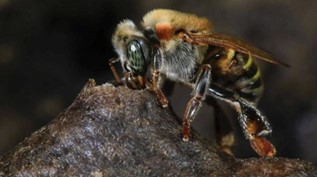 CATCH THE BUZZ – New Bee Species Found in Brazil