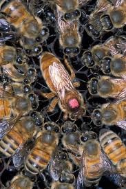 CATCH THE BUZZ – UC Davis Beekeeper Crowdfunding