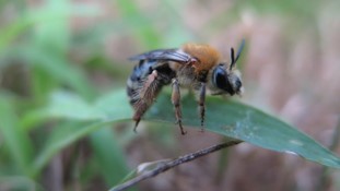 Neonic Soil Treatment Hurts Ground Nesting Bees