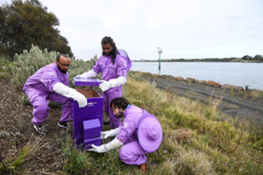 CATCH THE BUZZ- Australia’s Purple Hives