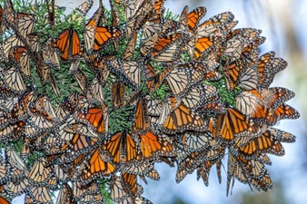 CATCH THE BUZZ- Save the Butterflies—but Not to Save Our Food Supply