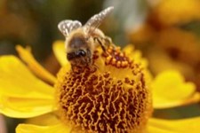 North Dakota Honey Production