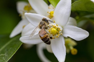 CATCH THE BUZZ-Protecting Honey Bees in Citrus Groves