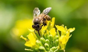 CATCH THE BUZZ- Honey Bees with help from Drones will Find Landmines.