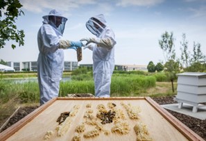 CATCH THE BUZZ- Rolls Royce Beekeepers