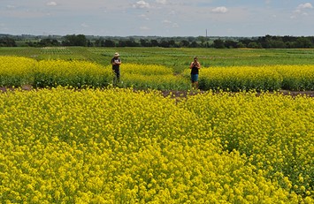 CATCH THEE BUZZ- Camelina….Biofuels and Bees