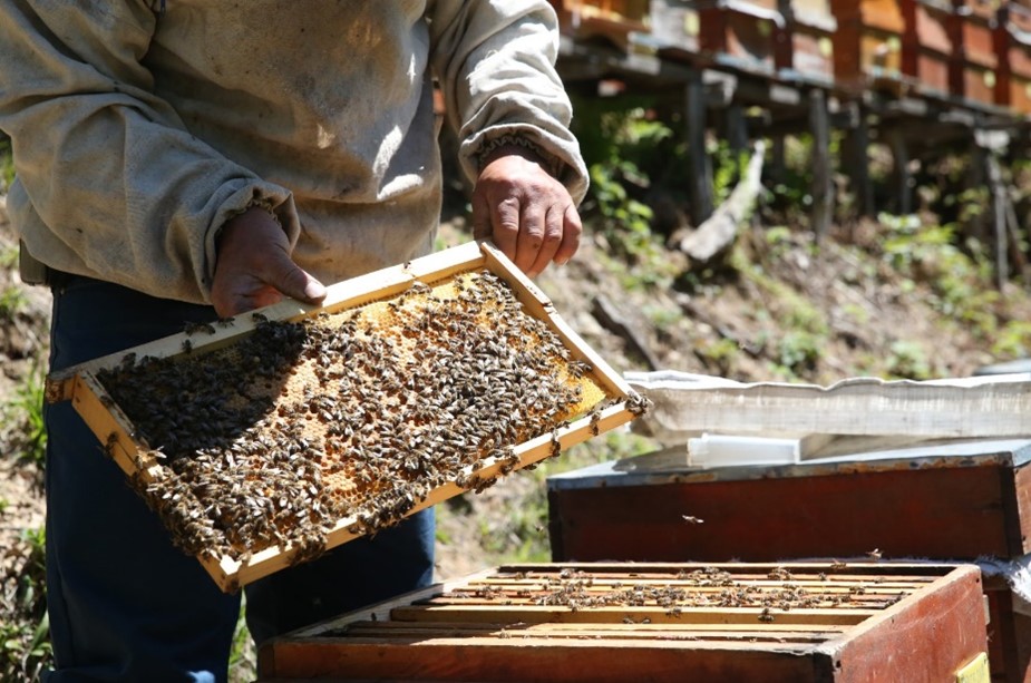 CATCH THE BUZZ- Honey Bee losses, it’s not Just the US