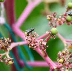 CATCH THE BUZZ – Greenhouse Pollination with Flies