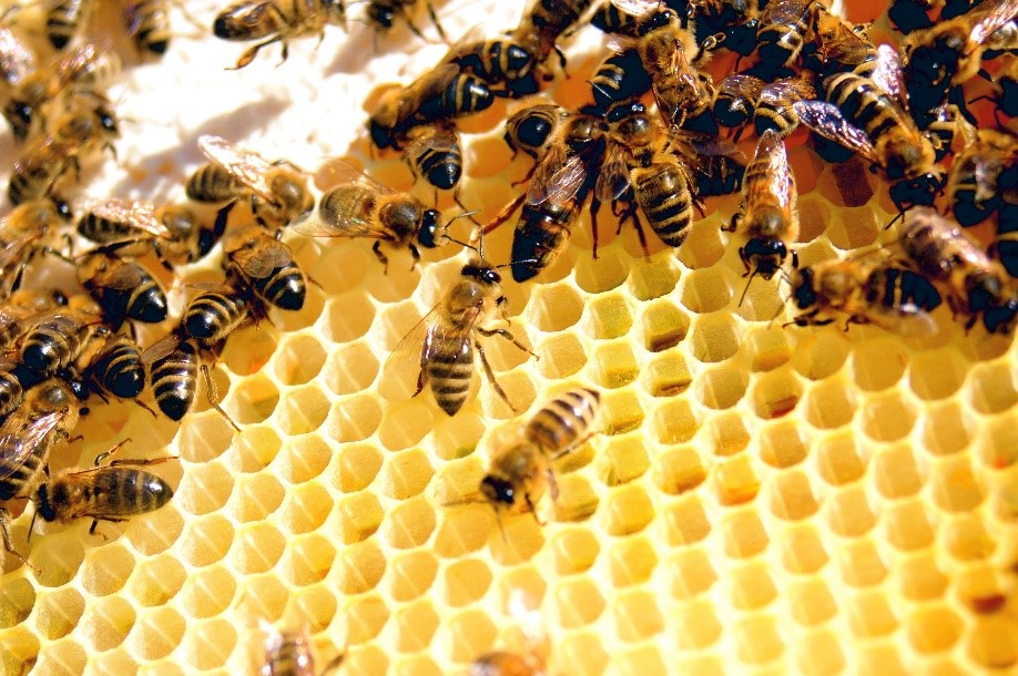 Honeycomb  Bee Culture