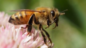 Indiana Honey Bee Expert