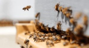 $8M to accelerate precision beekeeping
