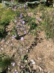 Minnesota Lawns to Legumes