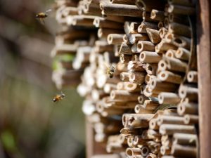 A Race to Save Wild Pollinators