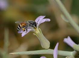 Apis Florea may pose threat to Australia Apiary Industry