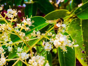 Pollen Database for Honey Bee Nutrition