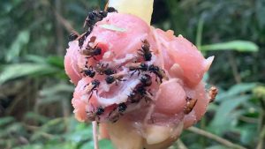 Flesh Eating Bees