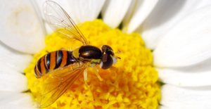Plants and Pollinators use Electric Fields