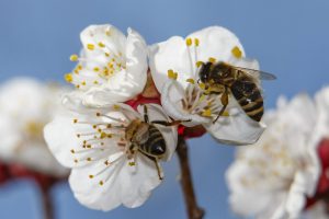 European Save the Bees