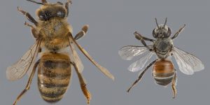 Red Dwarf Honey Bee Detected in Australia
