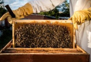 The Asia Pacific Conference on Beekeeping