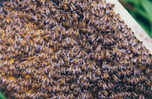 Honey Bee Death, South Korea