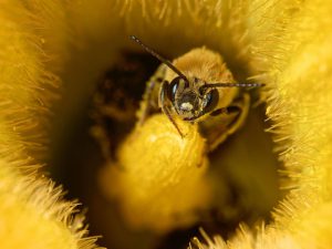 Climate Change and Pollinators