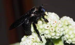 Greenhouse Pollinator on Reunion Island