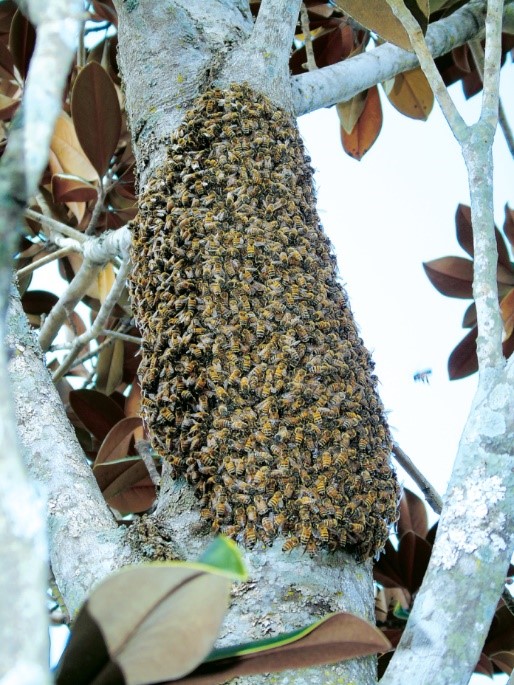 Honey Bees Swarming in Florida