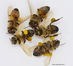 Are Neonics Killing Local Bees?