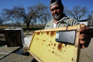 Beekeepers Turn to Anti-Theft Technology