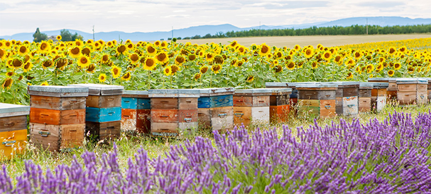 USDA APHIS Protects Pollinator Health